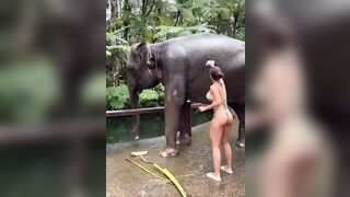 Elephant shower