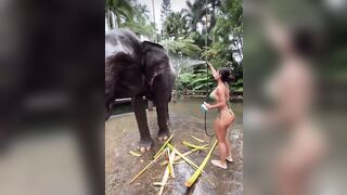 Unintended Glimpses of Butt: Elephant shower #2