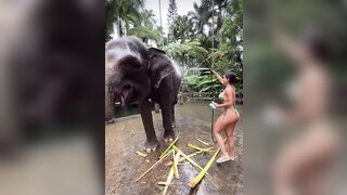 Unintended Glimpses of Butt: Elephant shower #3