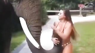 Hmc while being harassed by an elephant ????