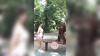 Orangutan Flirting