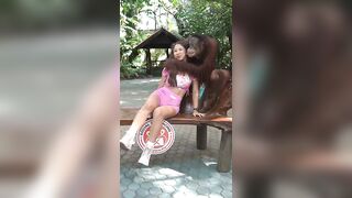 Girl's Breasts Stealing The Show: Orangutan Flirting #2