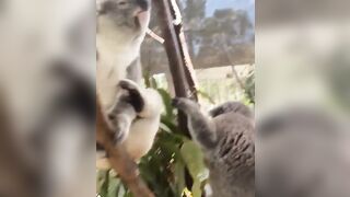 More koala content