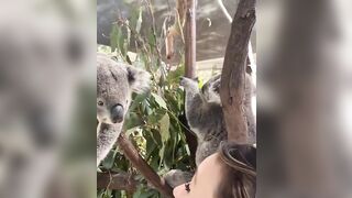 Victoria Justice: More koala content #3